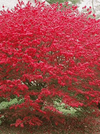 Бересклет европейский Red Cascade