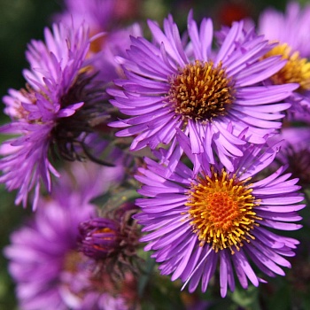 Астра кустарниковая Barrs Purple