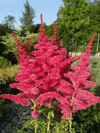 Астильба гибридная Younique Ruby Red