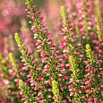 Вереск обыкновенный Katja