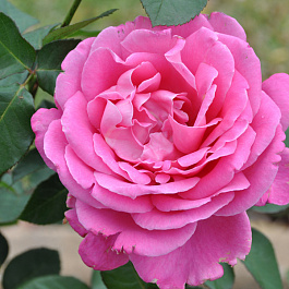 Роза чайно-гибридная Пинк Пис