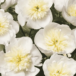 Пион травянистый Patio Peony Madrid