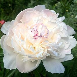 Пион травянистый Бернис Карр