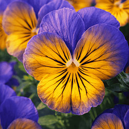 Виола рогатая Sorbet Morfo