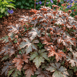 Гейхерелла Burnished Bronze