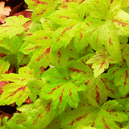 Гейхерелла Sunrise Falls