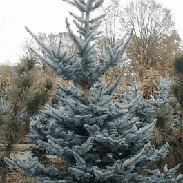 Ель колючая Foxtail