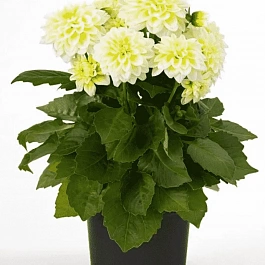 Георгин Dahlietta Select Shirley