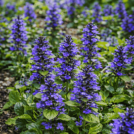 Живучка ползучая Caitlin's Giant