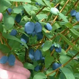 Жимолость плодовая Kapu