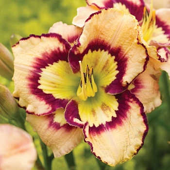 Лилейник гибридный Спейскоаст Си Шеллз