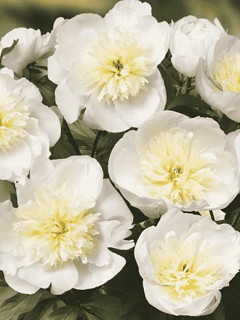 Пион травянистый Patio Peony Madrid