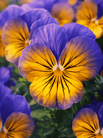 Виола рогатая Sorbet Morfo