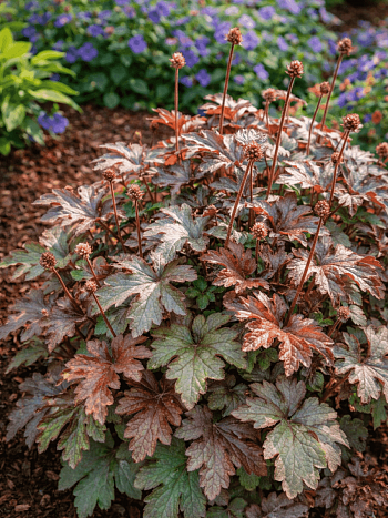 Гейхерелла Burnished Bronze