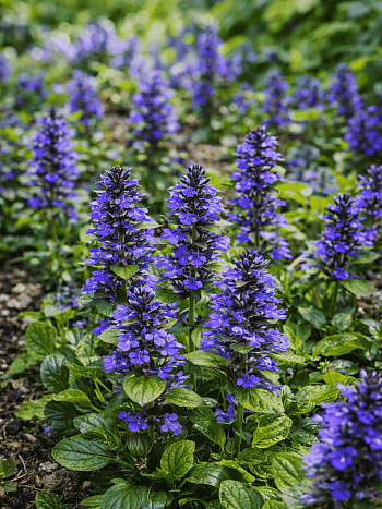 Живучка ползучая Caitlin's Giant