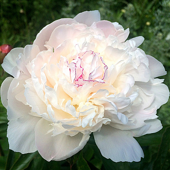 Пион травянистый Бернис Карр Пион травянистый Бернис Карр