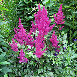 Астильба японская Элизабет ван Вин