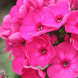 Флокс метельчатый Финист Ясный Сокол