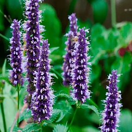 Агастахис Black Adder