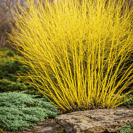 Дерен Отпрысковый Flaviramea