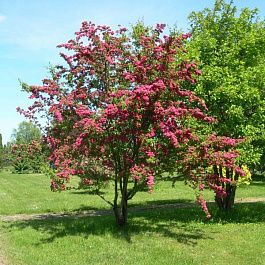 Боярышник обыкновенный Пауль Скарлет штамб