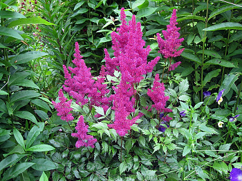 Астильба японская Элизабет ван Вин