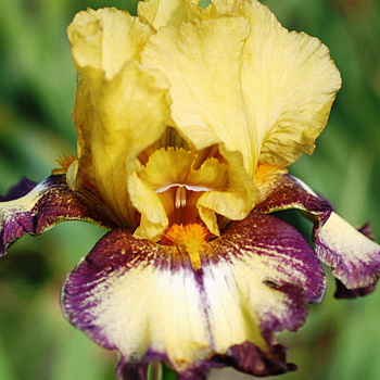 Ирис бородатый Бульвинкь