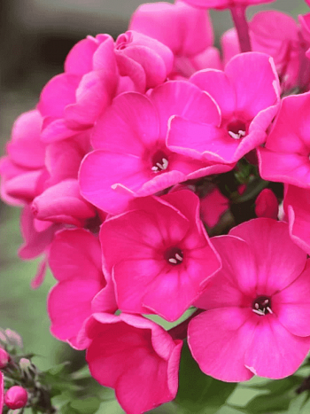 Флокс метельчатый Финист Ясный Сокол