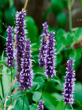 Агастахис Black Adder