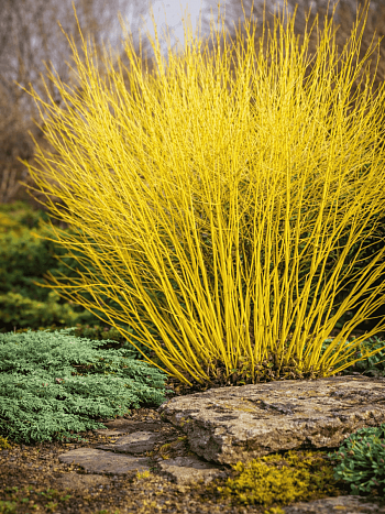 Дерен Отпрысковый Flaviramea