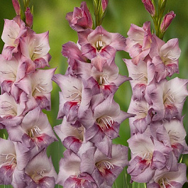 Гладиолус крупноцветковый Смоки