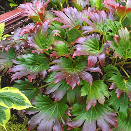 Мукдения гибридная Nova Flame