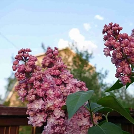 Сирень  Pamyat o Vekhove