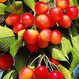 Черешня Брянская розовая Черешня Брянская розовая