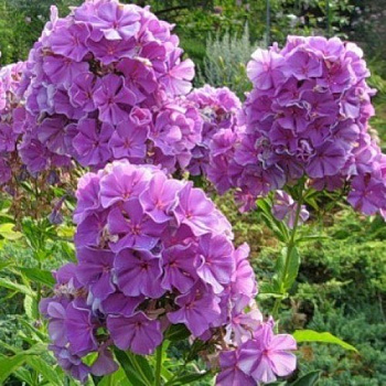 Флокс метельчатый Скай Скрепер