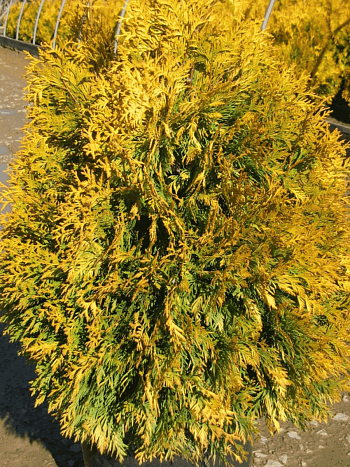 Туя восточная Golden Minaret