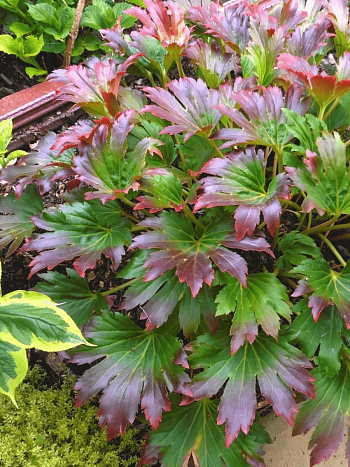 Мукдения гибридная Nova Flame