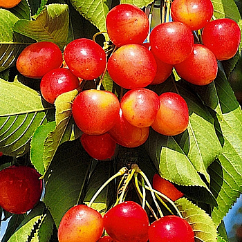 Черешня Брянская розовая