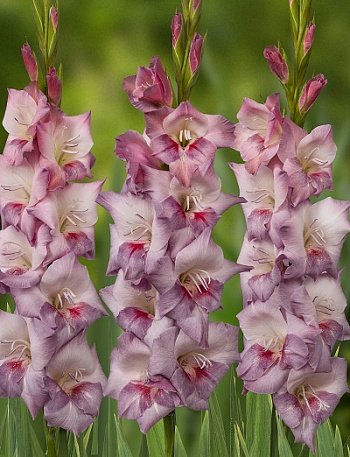 Гладиолус крупноцветковый Смоки Гладиолус крупноцветковый Смоки