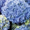 Гортензия крупнолистная Early Blue