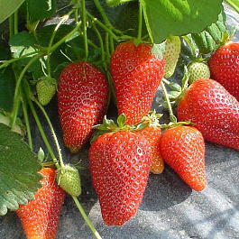 Земляника садовая Роксана Земляника садовая Роксана