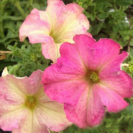 Петуния грандифлора Софистика Антик Шейдес