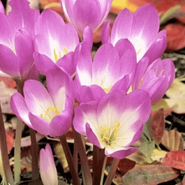 Крокус Ботанический Zonatus