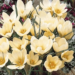 Крокус Ботанический Cream beauty