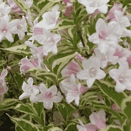 Вейгела цветущая Caricature