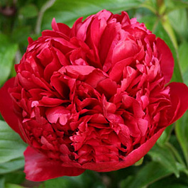Пион травянистый Крисмас Велвет Пион травянистый Крисмас Велвет