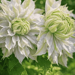 Клематис Moonglow