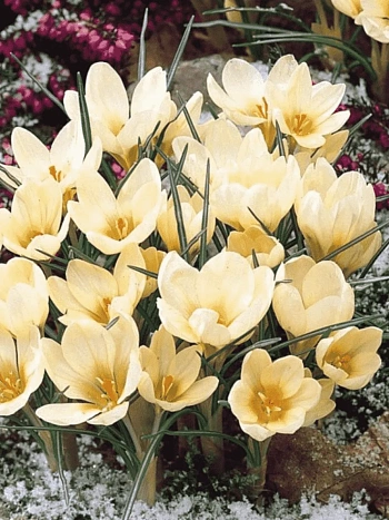 Крокус Ботанический Cream beauty