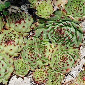 Молодило известковое