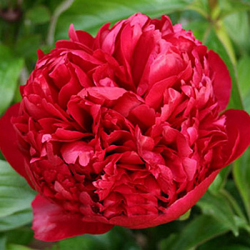 Пион травянистый Крисмас Велвет Пион травянистый Крисмас Велвет